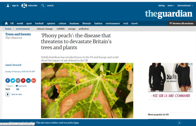 Xylella phobie au Royaume-Uni Xylella phobie au Royaume-Uni