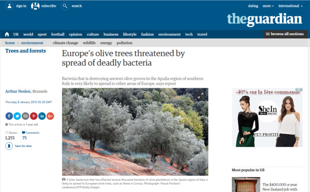 Xylella phobie au Royaume-Uni Xylella phobie au Royaume-Uni