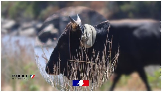 Photo Pauline de Haute Corse