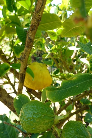 Le cédrat du Cap Corse Le cédrat du Cap Corse