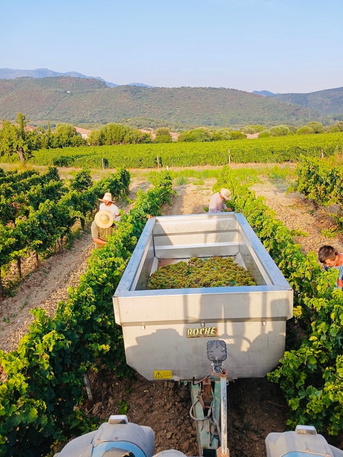 Corse : les vendanges ont débuté, mais la date est de plus en plus difficile à prévoir Corse : les vendanges ont débuté, mais la date est de plus en plus difficile à prévoir
