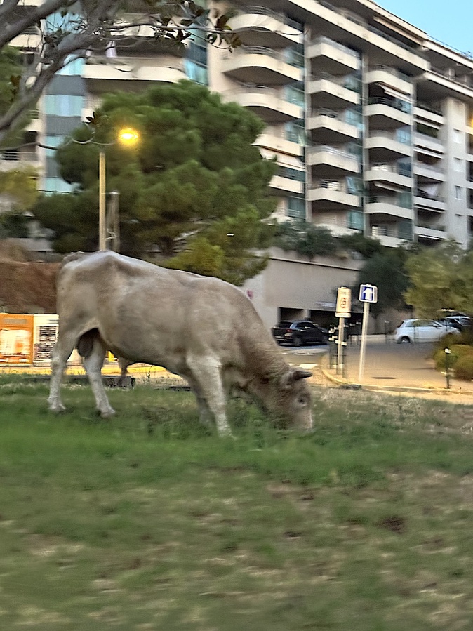 VIDÉO - Bastia : un taureau dans la ville