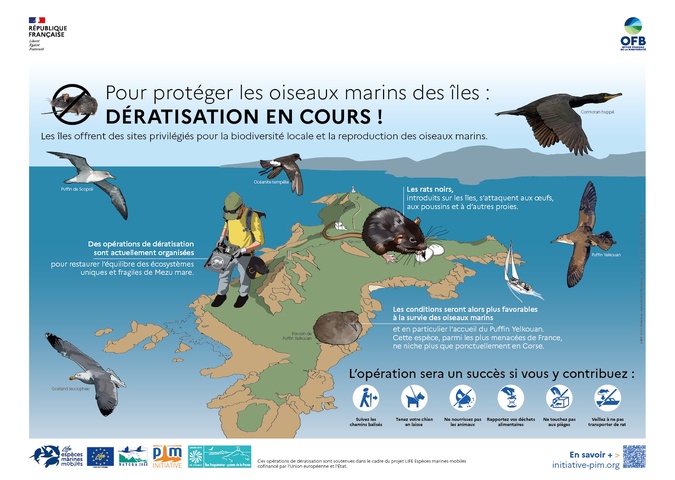 Ajaccio : Éradiquer les rats noirs des Sanguinaires pour protéger les oiseaux marins Ajaccio : Éradiquer les rats noirs des Sanguinaires pour protéger les oiseaux marins