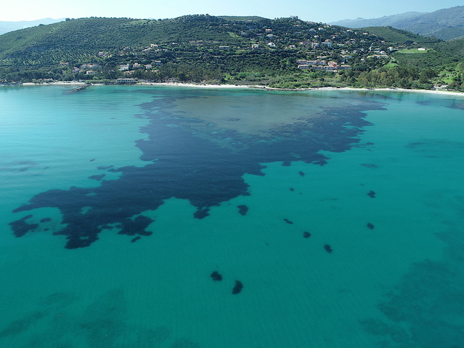 Formation récifale SanFiurenzu_LaRoya_(c) GISPosidonie Formation récifale SanFiurenzu_LaRoya_(c) GISPosidonie