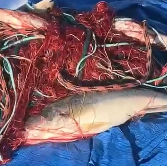 Aleria -  Des pêcheurs en colère contre l'OEHC