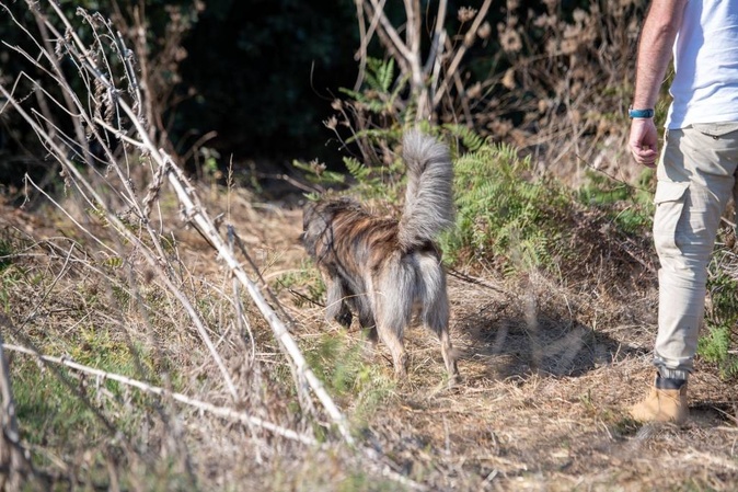 Appietto accueille ce week-end la 8e Nationale d’Élevage du cursinu Appietto accueille ce week-end la 8e Nationale d’Élevage du cursinu