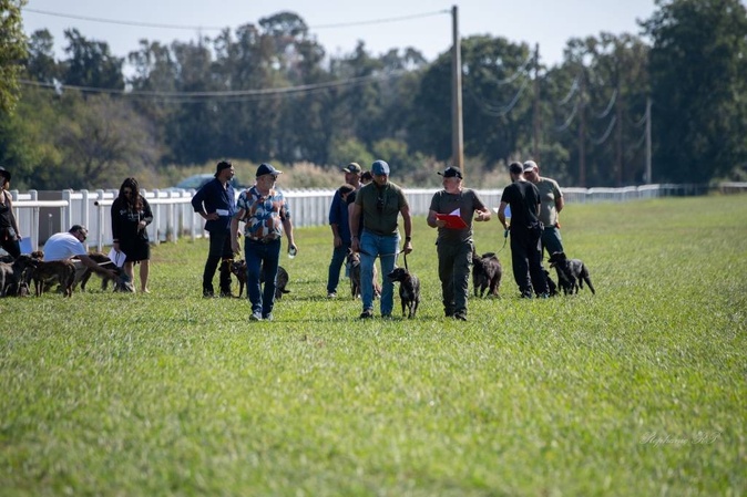 Appietto accueille ce week-end la 8e Nationale d’Élevage du cursinu Appietto accueille ce week-end la 8e Nationale d’Élevage du cursinu