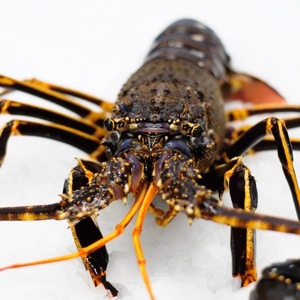 Langoustes : la pêche professionnelle interdite en Corse du 1er octobre au 1er mars Langoustes : la pêche professionnelle interdite en Corse du 1er octobre au 1er mars