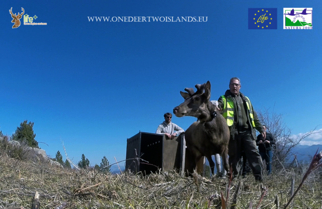 Un cerf pour deux îles : Un deuxième lâcher à Santu Petru-di-Venacu Un cerf pour deux îles : Un deuxième lâcher à Santu Petru-di-Venacu