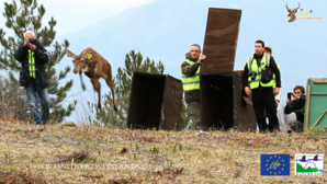 Un cerf pour deux îles : Un deuxième lâcher à Santu Petru-di-Venacu Un cerf pour deux îles : Un deuxième lâcher à Santu Petru-di-Venacu