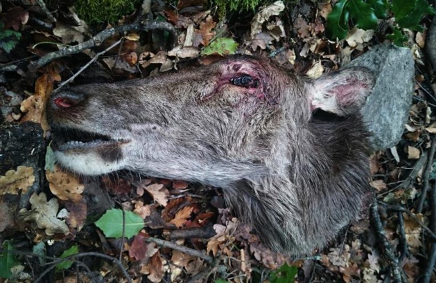 Centre-Corse : Une biche abattue puis décapitée Centre-Corse : Une biche abattue puis décapitée