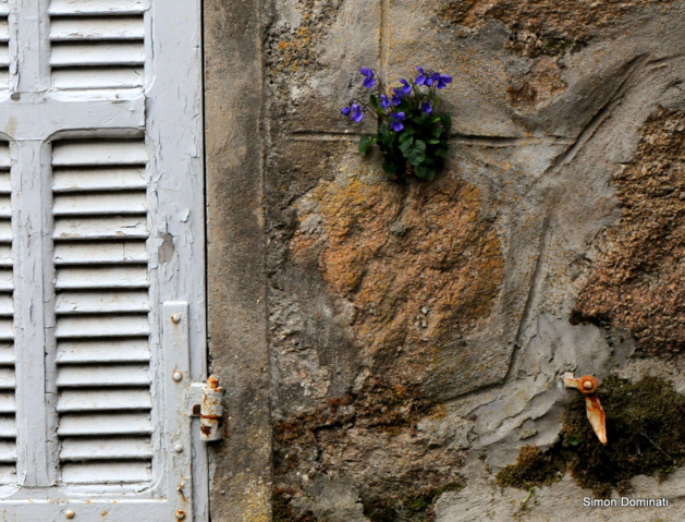 Serra-di-Scopamèna : Une jolie rencontre Serra-di-Scopamèna : Une jolie rencontre