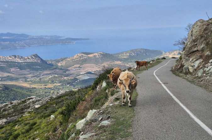 A màghjina - Regine di a strada di u Pignu