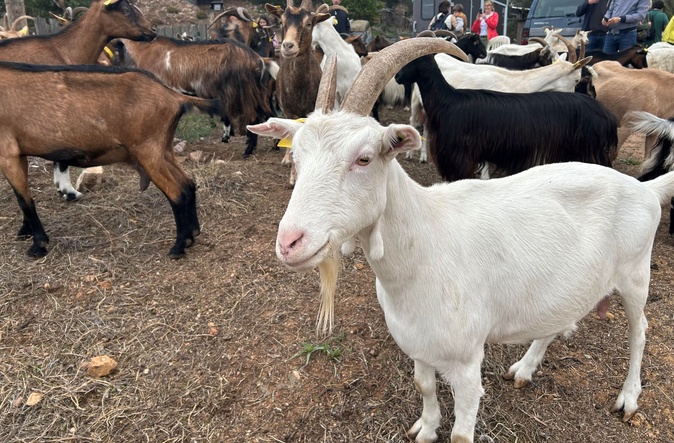 À Peri, Géraldine Gavarini nous ouvre les portes de sa bergerie "Capra" au coeur de l'automne À Peri, Géraldine Gavarini nous ouvre les portes de sa bergerie "Capra" au coeur de l'automne