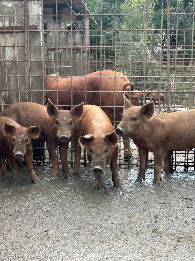 À Peri, Géraldine Gavarini nous ouvre les portes de sa bergerie "Capra" au coeur de l'automne À Peri, Géraldine Gavarini nous ouvre les portes de sa bergerie "Capra" au coeur de l'automne