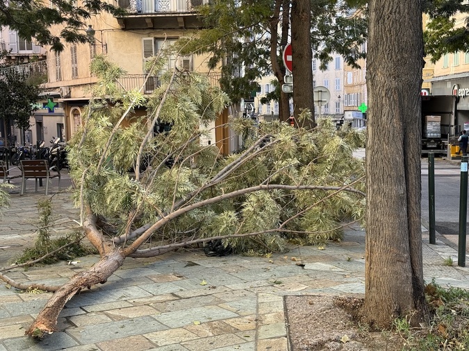 Branches arrachées sur le boulevard Paoli @cni