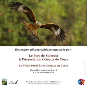 L'Ile-Rousse : ‘’ Le Milan royal et les oiseaux en Corse’’ s'exposent au Parc de Saleccia