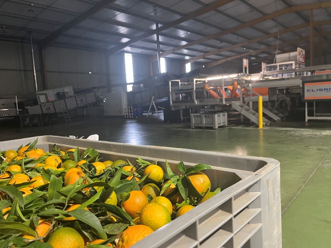 clémentine corse, logistique, bac pro, lycée Sainte-Marie, Gard, Coopérative Agricole du Nord de la Corse, récolte, distribution, IGP, savoir-faire, filière agricole, fruits, transport, export, insularité, contrôle qualité, production, délais, cueillette, terminale logistique