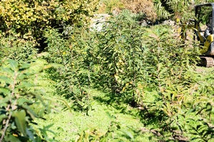 Les jeunes châtaigniers de Bocognano prêts à prendre racine