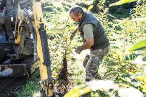 Les jeunes châtaigniers de Bocognano prêts à prendre racine
