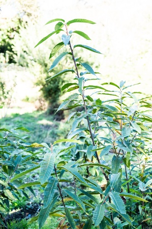 Les jeunes châtaigniers de Bocognano prêts à prendre racine