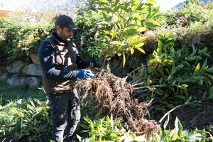 Les jeunes châtaigniers de Bocognano prêts à prendre racine Les jeunes châtaigniers de Bocognano prêts à prendre racine