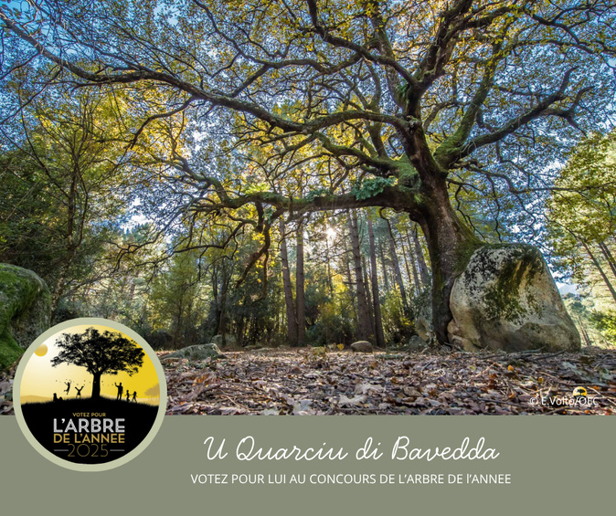 Le chêne pubescent de Quenza candidat au Concours de l’Arbre de l’année 2025 Le chêne pubescent de Quenza candidat au Concours de l’Arbre de l’année 2025