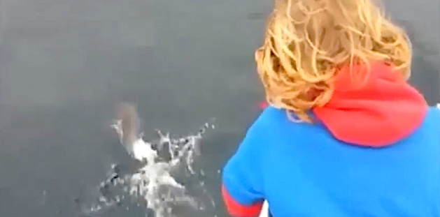 Les dauphins escortent Isolamondo entre Elbe et Bastia