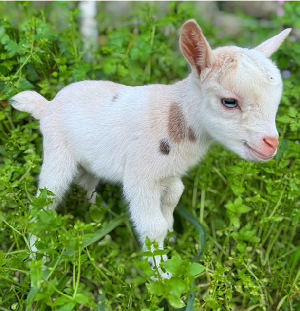 Gioia est l'une des chevrettes de l'élevage