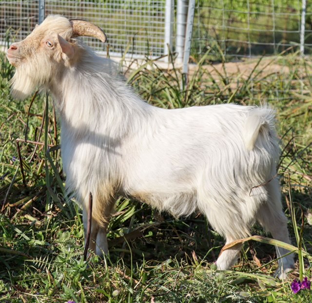 Goliath, l'un des mâles reproducteurs