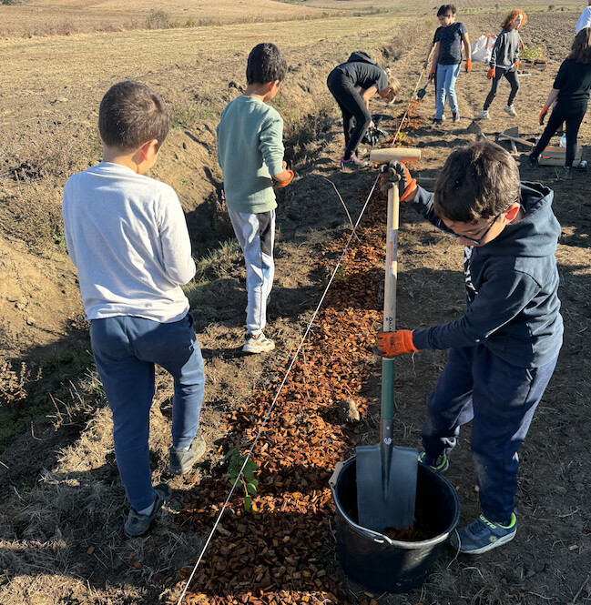 À Patrimonio, des élèves plantent 250 arbres pour la protection des vignes