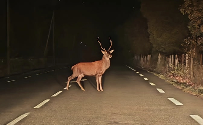A màghjina - Strada d’Altiani, strada di i cervi A màghjina - Strada d’Altiani, strada di i cervi