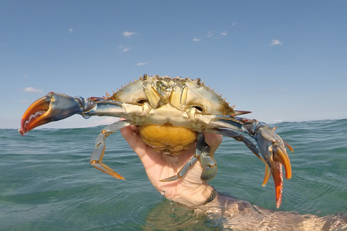 Le crabe bleu poursuit sa conquête des lagunes corses : une invasion sous surveillance permanente