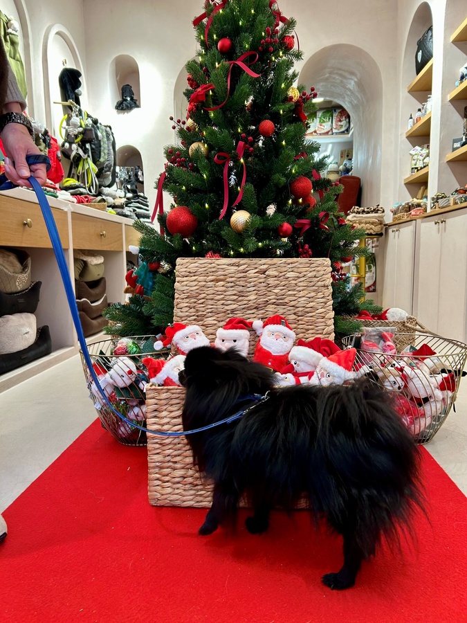 Noël : Quand nos compagnons à quatre pattes s'invitent au pied du sapin Noël : Quand nos compagnons à quatre pattes s'invitent au pied du sapin