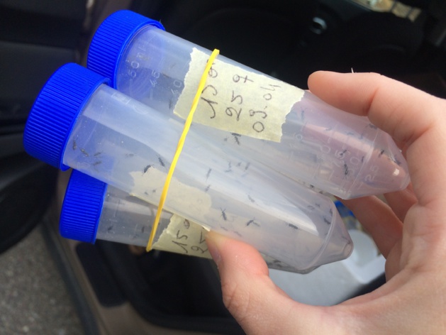 Les torymus mâles et femelles sont contenus dans des éprouvettes en plastique Les torymus mâles et femelles sont contenus dans des éprouvettes en plastique