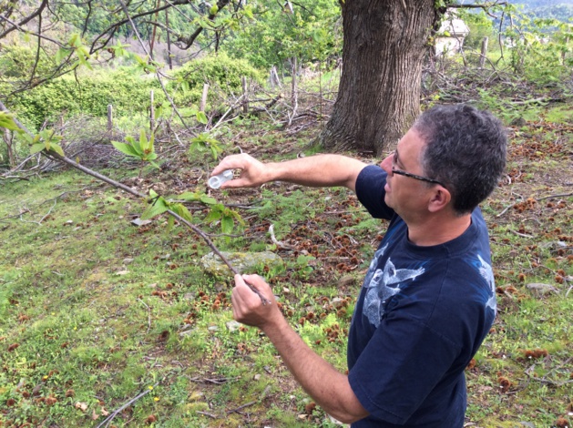 Le producteur Jacques Giovannetti voit peu à peu sa production repartir Le producteur Jacques Giovannetti voit peu à peu sa production repartir