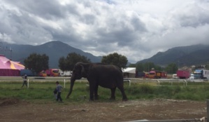 Biguglia : Une manifestation pour dire "stop aux cirques avec animaux" Biguglia : Une manifestation pour dire "stop aux cirques avec animaux"
