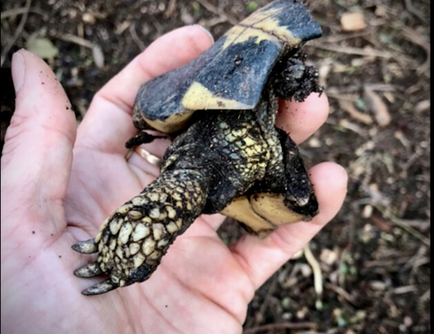 Corse-du-Sud : des associations dénoncent l’enterrement de procédures pour infractions environnementales