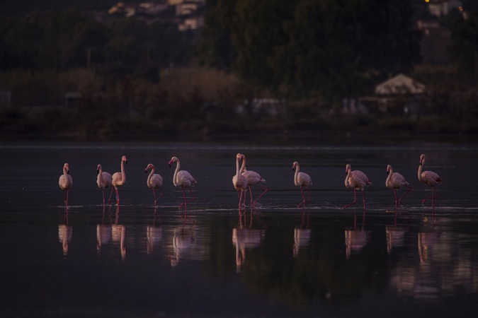 A màghjina - I belli flamingui di Chjurlinu