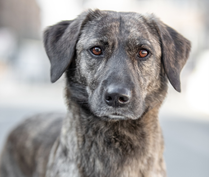 Photo : Gautier Le Roch / Centrale Canine