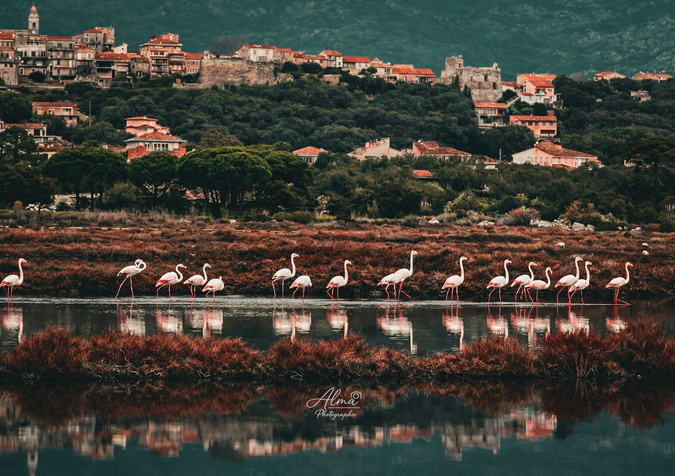 A màghjina - L’acelli di u sale