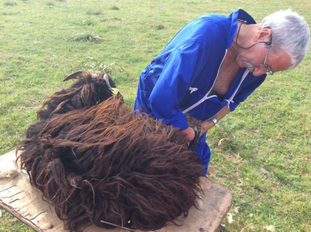 Ce samedi, 420 bêtes étaient à tondre Ce samedi, 420 bêtes étaient à tondre