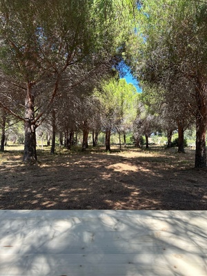 Elle donne sa pinède à la paroisse : à Calvi, un projet pour les jeunes voit le jour