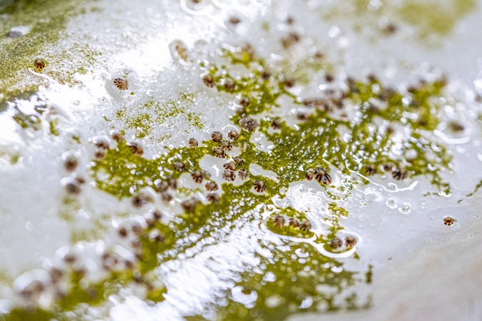 (Stella Mare - Università di Corsica/CNRS)