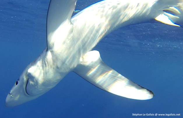 Rencontres avec des requins peau bleue devant Bastia