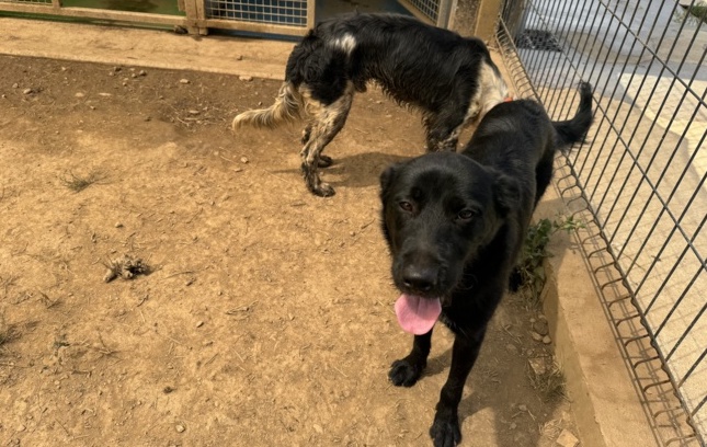 Corse : la question du bien-être des chiens de chasse relancée par une lettre ouverte