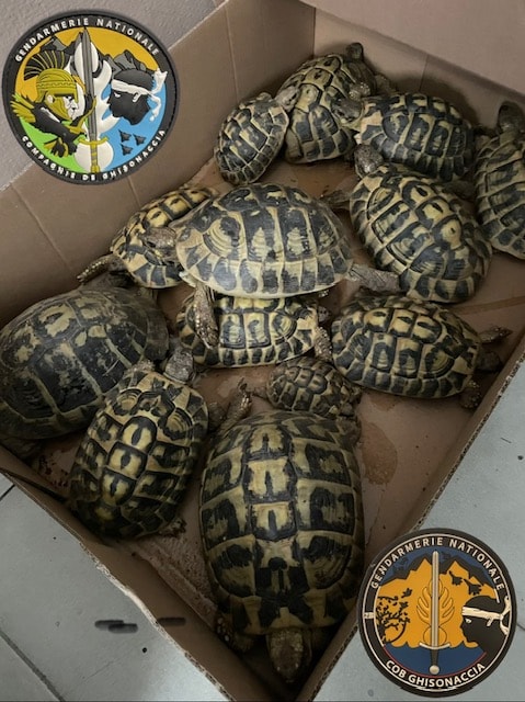 Ghisonaccia : la gendarmerie ouvre une enquête après la découverte de 16 tortues d'Hermann au domicile d'un particulier