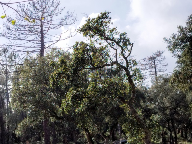 A gauche et à droite, des pins maritimes atteints par le scolyte. Leurs aiguilles ont disparu.