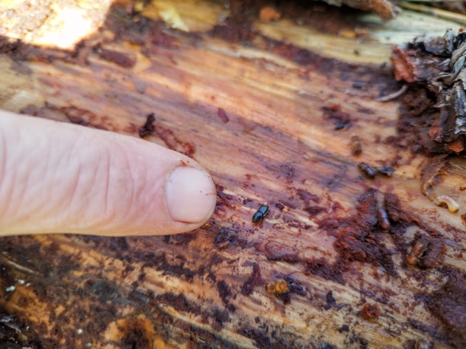 Un scolyte du pin, sur un arbre abattu au camping Arutoli, à Porto-Vecchio. Un scolyte du pin, sur un arbre abattu au camping Arutoli, à Porto-Vecchio.