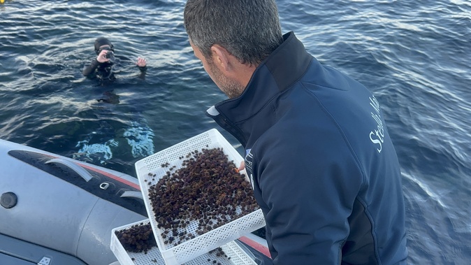 À Luri, Stella Mare relâche 70 000 oursins juvéniles À Luri, Stella Mare relâche 70 000 oursins juvéniles